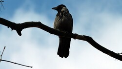 Crow on Tree Branch Photo