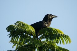 Crow Sitting on Tree