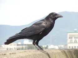 Crow Sitting on Wall