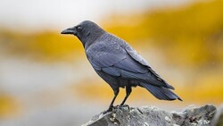 Crow Standing on Rock