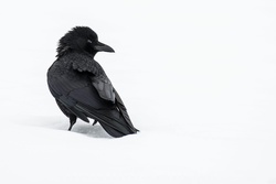 Crow With White Background
