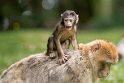 Cute Baby Monkey on Elder Monkey