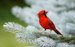 Cute Red Bird Cardinal Sitting On Tree Branch