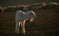 Cute Sheep Cub Pic