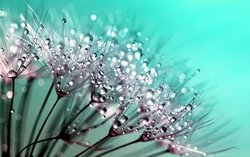 Dandelion Flower Abstract Image