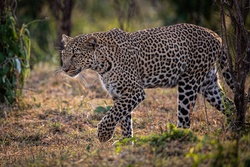 Dashing Leopard in Forest