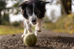 Dog Playing with Ball Image
