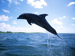 Dolphin Dive Above Sea