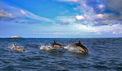 Dolphins Dive Above Water