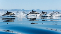 Dolphins in Sea HD Wallpaper