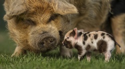 Domestic Pig Cub Wallpaper
