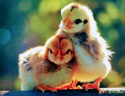 Duck Baby Chicks
