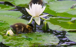 Duck Baby Under Flower HD Wallpaper