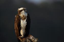 Eagle Bird 5K Picture