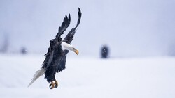 Eagle Bird Flying in Snow