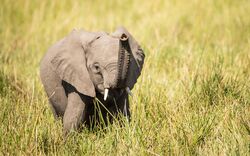 Elephant Baby in The Field