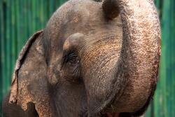 Elephant Close Face Image