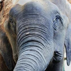 Elephant CloseUp Pic
