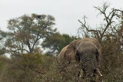 Elephant in Forest Image