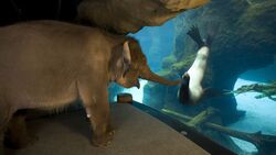 Elephant Playing HD Wallpaper