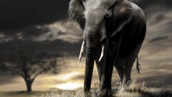 Elephant Standing HD Picture