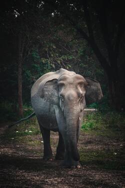 Elephant Walking in Forest