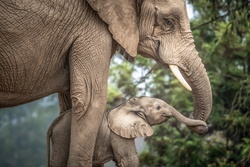 Elephant With Cub Wallpaper