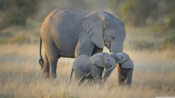 Elephant with Cute Babies