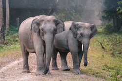 Elephants Walking in Forest