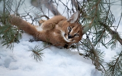 Eurasian Lynx Lying in Snow