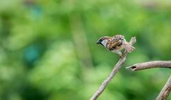 Eurasian Sparrow Photography