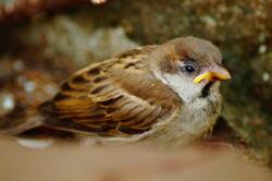 Eurasian Tree Sparrow Bird 4K Photography