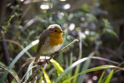 European Robin Bird in Farm Photo