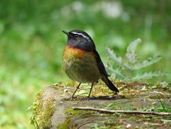 European Robin Bird Photo