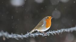 European Robin During Winter Photo