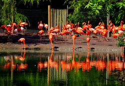 Flamingo Birds Near Lake