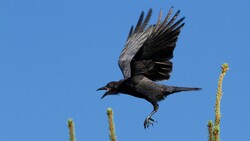Flying Crow with Open Beak