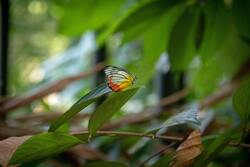 Focus Photography of Butterfly