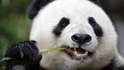 Giant Panda Close Up Photo