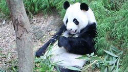 Giant Panda Rest Image