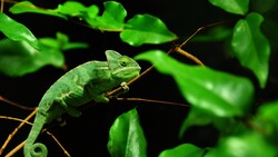 Green Chameleon HD Wallpaper
