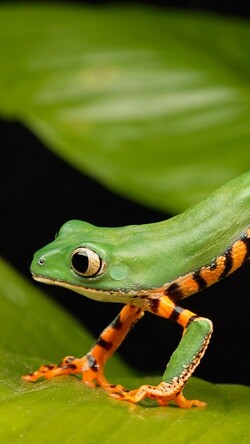 Green Frog Mobile Image