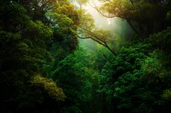 Green Trees in Jungle Nature Photo