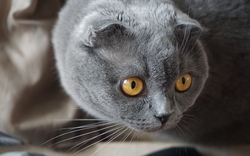 Grey Cat Looking Something HD Wallpaper
