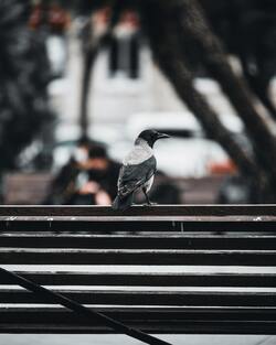 Grey Crow Sitting Mobile Photo