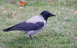 Grey Crow Sitting on Grass