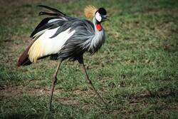 Grey Crowned Crane Bird Walking in Grass