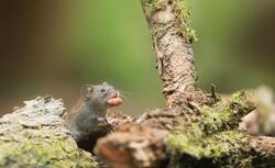 Grey Mouse Carrying Food Image