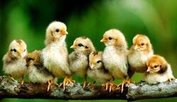 Group of Chicks