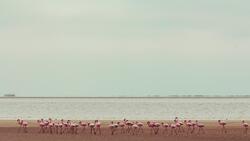 Group of Flamingo on Beach 4K Wallpaper